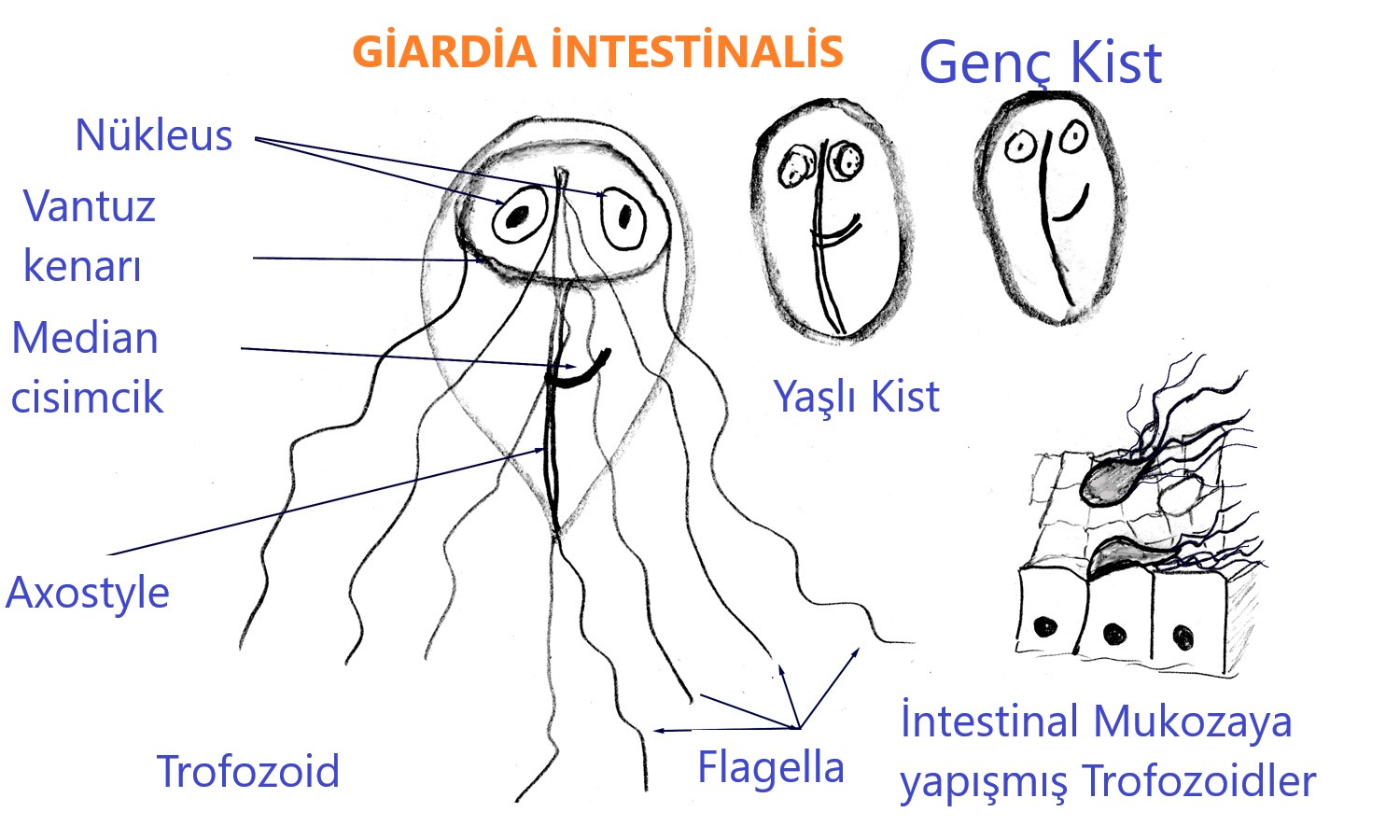giardia intestinalis antigens nedir